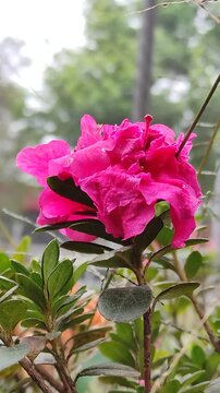 Portrait of a bright pink flower in the garden on a sunny spring day.Retrato de una brillante flor de color rosa en el jard&iacute;n en un d&iacute;a soleado de la primavera.(4).