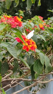 An elegant white butterfly searching for honey among the pretty tricolor flowers in a garden.Una elegante mariposa de color blanco buscando miel en las lindas flores de tricolor en un jard&iacute;n.(100)