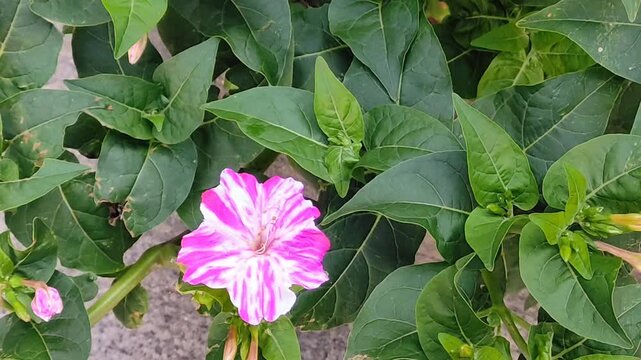 Beautiful bellflowers of various colors blooming in the garden in spring, perfect for gifting.Hermosas flores de campanillas de varios colores&nbsp; floreciendo en el jard&iacute;n en la primavera para regalar.(4