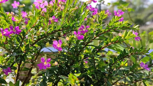 A shrub with bright purple flowers blooming in the garden.Un arbusto de flores de color morado brillante floreciendo en el jard&iacute;n.(439)