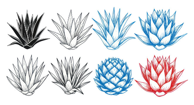 Agave Plant Illustrations: Black, Blue, Red, White Hand-Drawn Sketches