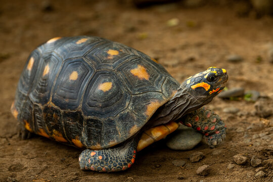 red-footed tortoise, Chelonoidis carbonarius, walking through the undergrowth on the dark rain forest floor