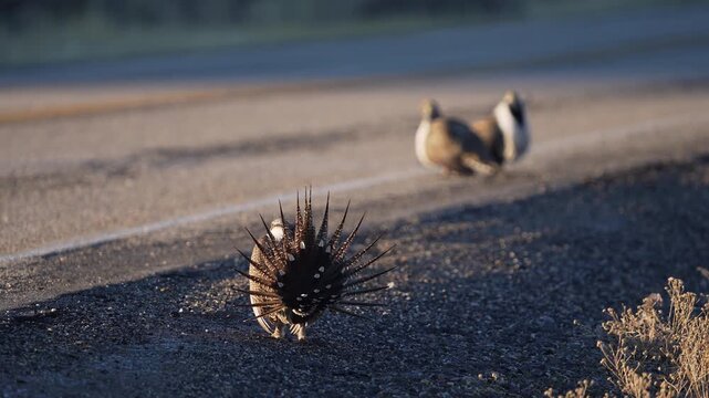 Greater Sage Grouse lek, during mating display in Utah as males are strutting on a road in Utah.
