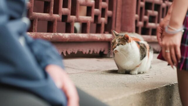 Asian woman petting calico cat on stone ledge, plaid skirt and bracelets, gentle hand reaching as calico loafs by red lattice, urban temple atmosphere with candid student and tourist interaction, soft