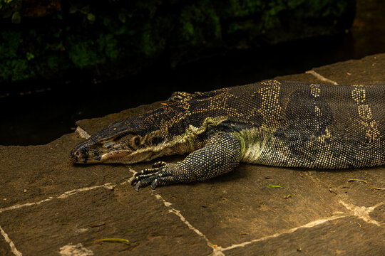 Asian water monitor - Varanus salvator also common water monitor, large varanid lizard native to South and Southeast Asia