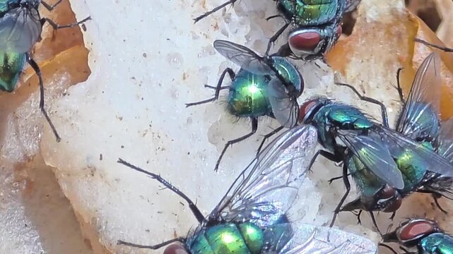 


Detail of iridescent green bottle flies swarming on waste food.26

