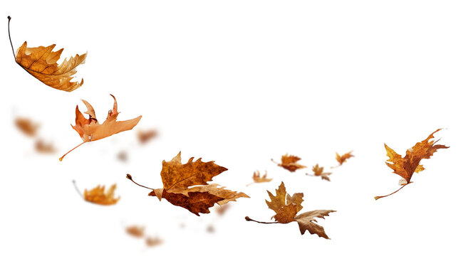 leaf leaves isolated autumn winter season background falling fall platanus tree wid air w