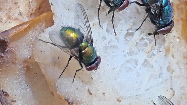 

Detail of iridescent green bottle flies swarming on waste food.27


