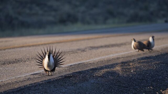 Greater Sage Grouse lek, during mating display in Utah as males are strutting in the road.