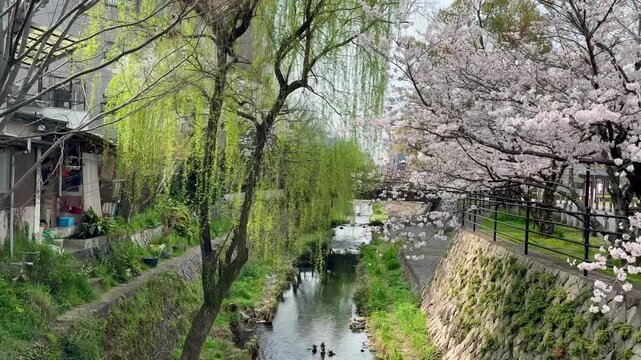 Vertical 4K video of cherry blossoms along a river under blue sky in Japan 40