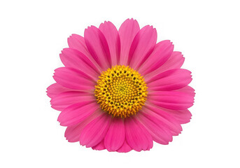 Obraz premium Bright pink and yellow daisy flower with detailed petals isolated on transparent background