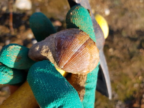 Enthusiast's gloved hand proudly displays a well-preserved ancient marine brachiopod fossil, a thrilling find from a recent quarry excavation. Kaluga region, Russia
