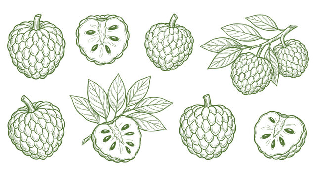 Sugar apple custard apple set vector illustration with whole fruits slices and leaves line art