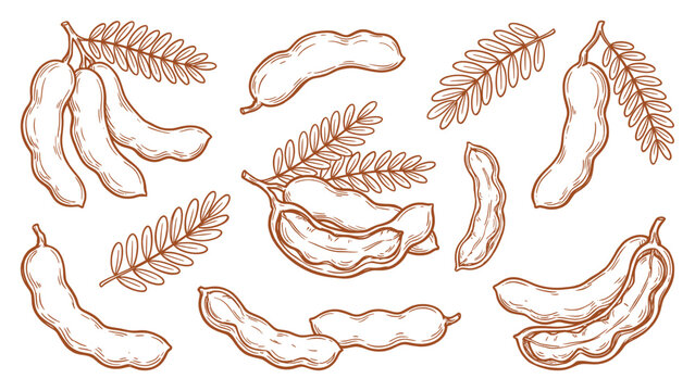 Tamarind set vector illustration with pods and leaves line art