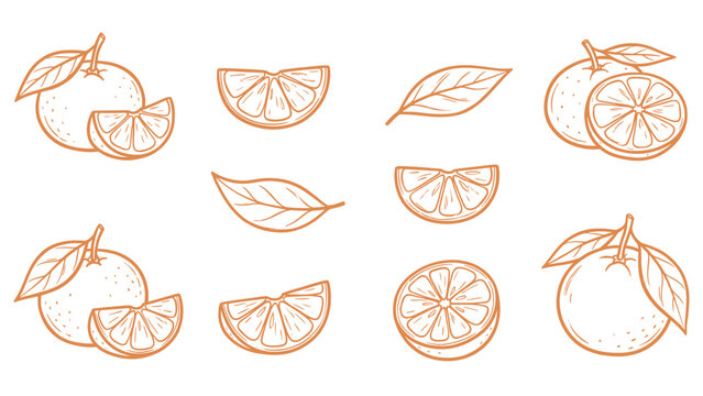 Tangerine mandarin orange set vector illustration with fruits slices and leaves line art