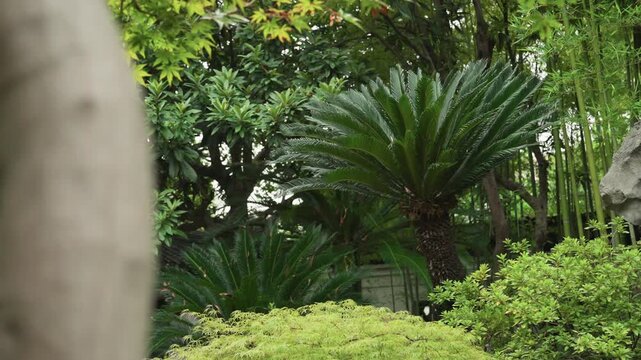 Lush green garden with sago palms, foreground tree trunk framing dense shrubs and bamboo, glossy wet leaves glistening in soft morning light, ornamental landscaping with layered composition, secluded