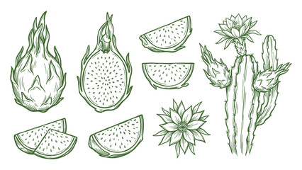 Hand Drawn Dragon Fruit Set Line Art Illustration Collection with Cactus © welyalfian