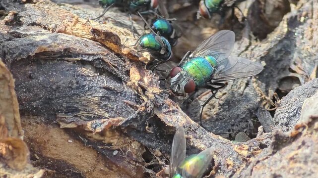 


Detail of iridescent green bottle flies swarming on waste food.30

