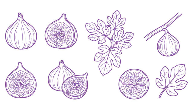 Hand Drawn Fig Fruit and Leaf Line Art Set Botanical Illustration