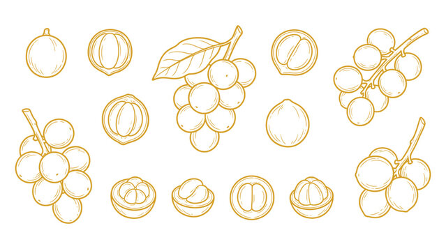 Hand Drawn Langsat Fruit Collection Line Art Longkong Lanzones Botanical Set