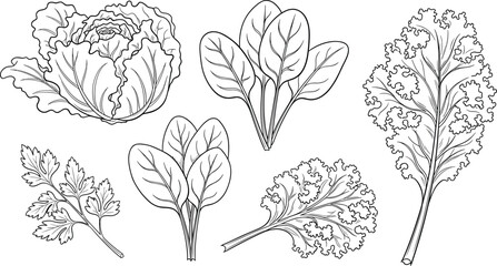 Fototapeta premium Leafy Greens Icon Set with Lettuce, Spinach, Kale, and Other Leafy Vegetables for Healthy Eating, Nutrition, and Organic Food Design Projects