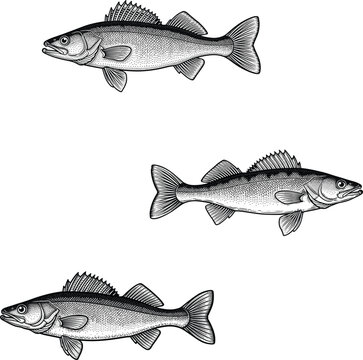 Vintage engraved vector illustration of zander or walleye fish set isolated on white background for fishing and nature