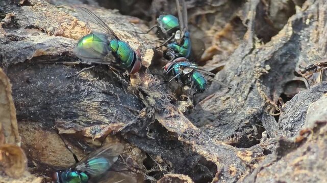 



Detail of iridescent green bottle flies swarming on waste food.31

