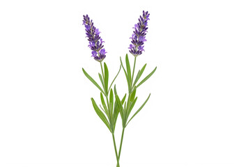 Fototapeta premium Purple larkspur flowers with green stems and leaves isolated on transparent background