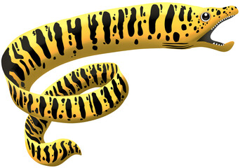 Fototapeta premium Giant Moray
