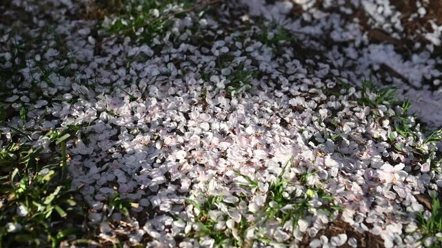 Sunlit Cherry Blossom Petals Glowing in Spring at Smithsonian Gardens