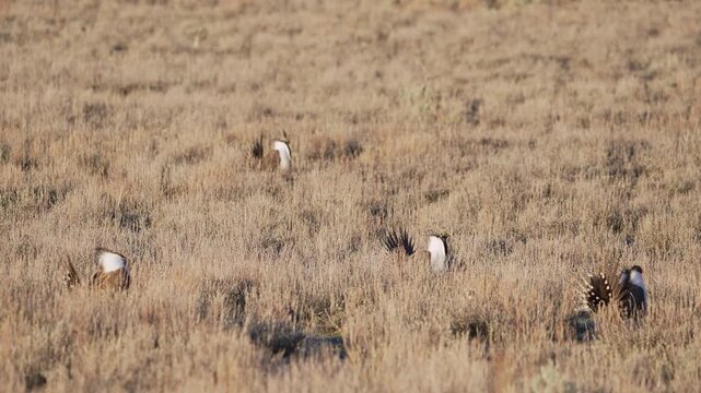 Greater Sage Grouse lek as males strut in the brush in the Utah wilderness.