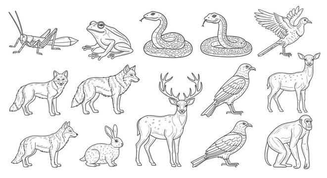 Collection of various wild animals 3.