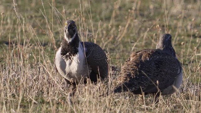 Greater Sage Grouse lek, as two males are in a standoff in the Utah wilderness.