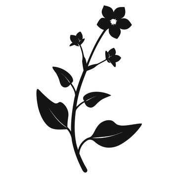 anagallis tenella flower silhouette with branch on white background