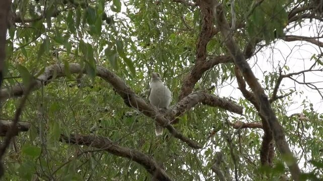 Kookaburra Jump Off Tree