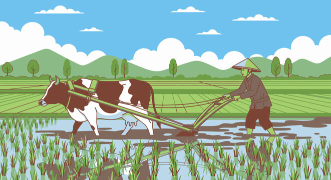 Man plowing rice field with cow.
