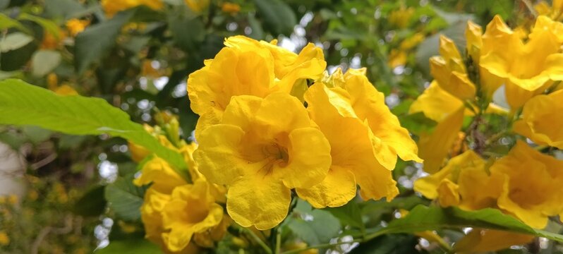 flower of Tecoma stans.Common names include yellow trumpetbush,yellow bells,yellow elder,ginger Thomas. natural plant