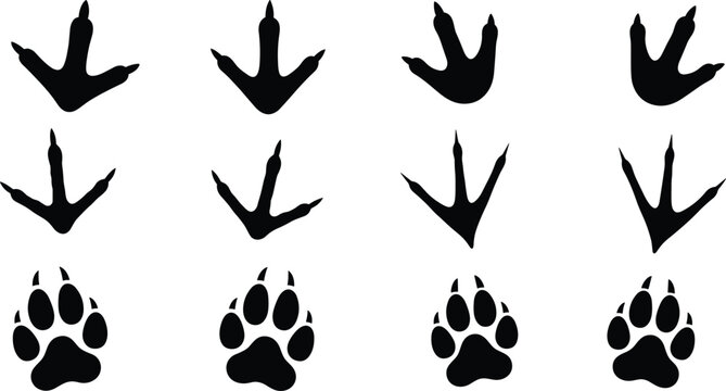 Silhouette illustrations of bird and mammal footprints, vector track design set showing animal paw prints, nature wildlife art, 