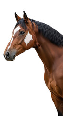 Naklejka premium A brown horse with a white marking on its face isolated on transparent background