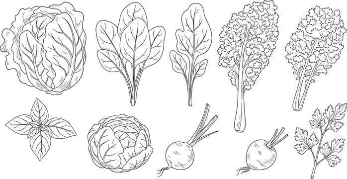 Hand drawn leafy green vegetables and healthy root vegetable vector collection featuring cabbage spinach kale radish and fresh herbs,