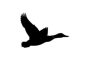 Obraz premium A black silhouette of a bird in flight against a white background (6)