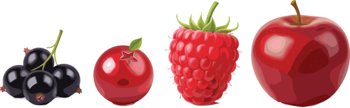 Realistic fresh berry and fruit collection with detailed illustrations of blackcurrants, cranberries, raspberries, and red apple on white background