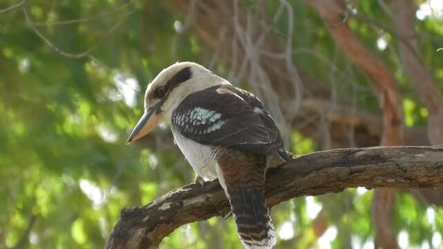  kookaburra Looking Down