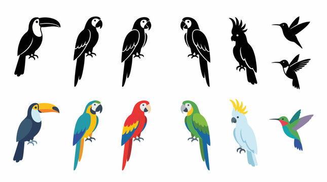 Set of colorful and silhouette parrots, toucans and hummingbirds on a white background