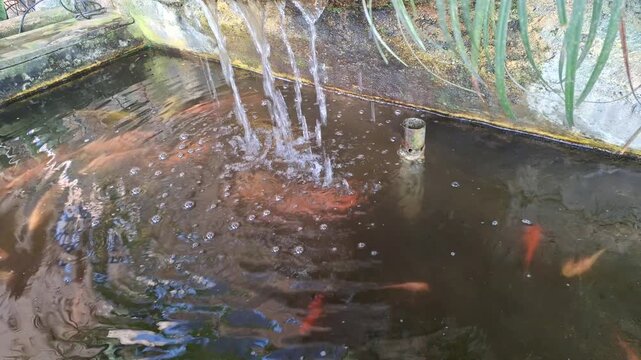 Goldfish Carassius auratus pond waterfall high angle view outdoor garden park with decorative orange fish swimming for calm mood