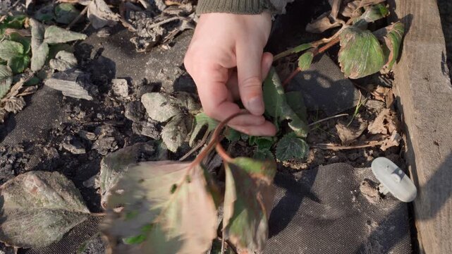 Hand removing dry old leaves from strawberry bush bed close-up top view spring cleanup