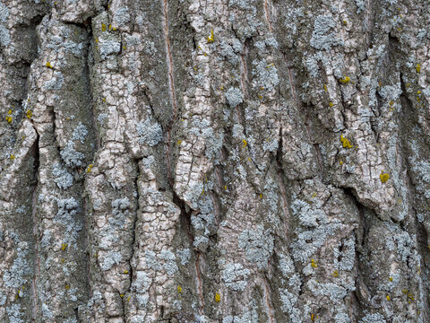Textured bark of an old tree. Close-up of the tree bark. Background. The trunk of an old poplar.