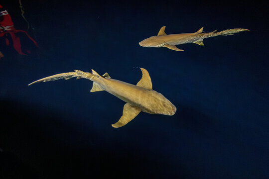 Pair of 2 nurse sharks swimming in black water at night