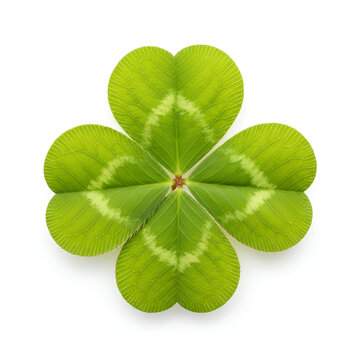 Fourleaf clover isolated on white background symbol of luck and fortune 1.