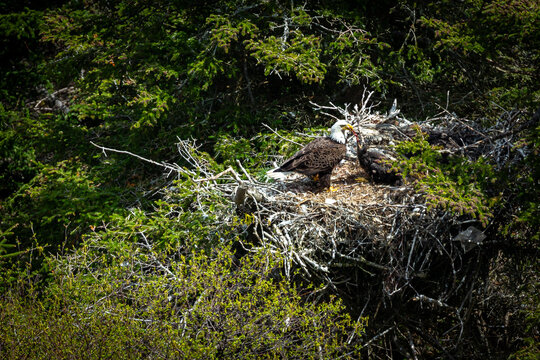 A bald eagle feeds its young in a nest high in a tree.